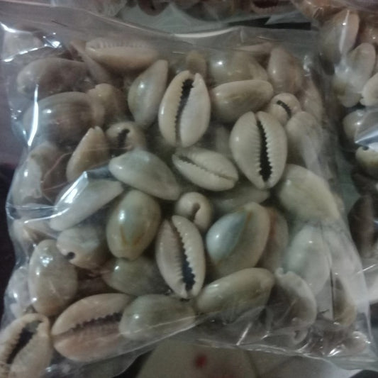 Biji Kerang Asli untuk Congklak Dakon - Biji Kerang Natural untuk Permainan Tradisional Congklak dengan Kualitas Terbaik