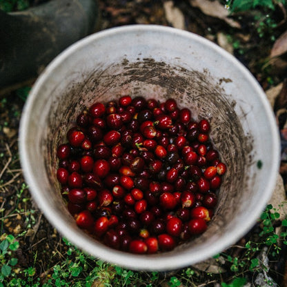 Pink Banana Single Origin Indonesia - Kopi Arabica Premium dengan Rasa Unik dan Kualitas Terbaik