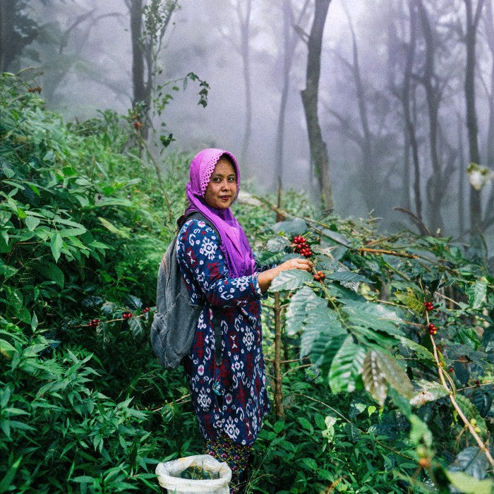 Pink Banana Single Origin Indonesia - Kopi Arabica Premium dengan Rasa Unik dan Kualitas Terbaik