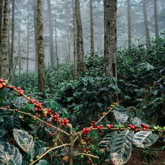 Pink Banana Single Origin Indonesia - Kopi Arabica Premium dengan Rasa Unik dan Kualitas Terbaik